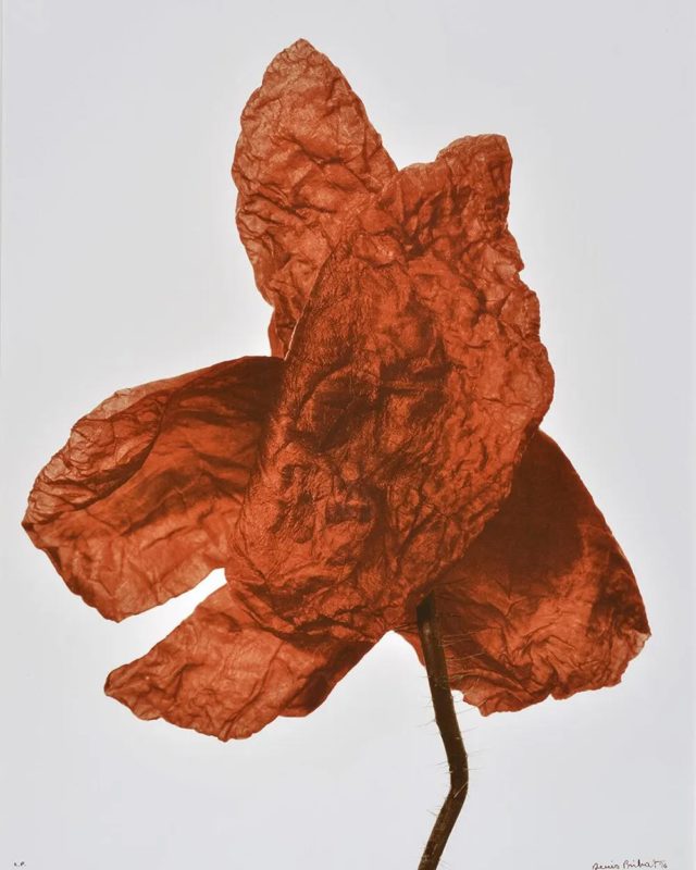 [ ENTRETIEN ] 🎙📷⚘🧅🍋🍐Denis Brihat Cultiver son jardin, un entretien à découvrir sur Photorama Marseille.

👉 Lien dans la bio. 

Pionnier dans la photographie d’auteur en France et la production de tirages d’art “pour le mur”, Denis Brihat a construit son œuvre avec une seule obsession : rendre compte de la beauté de la nature et la sublimer par une alchimie à la matérialité unique.

Photo : Coquelicot, 1996 (c) Denis Brihat 

#contemporaryphotography
#photography
#marseille #photomarseille #photorama.marseille #lebecenlair